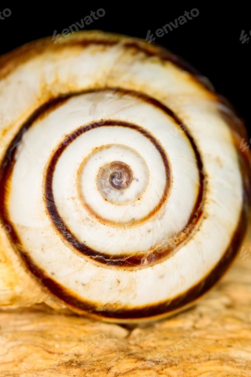 Preview: Snail Shell. Natural Colors And Background.