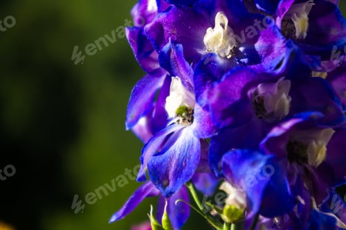 Preview: A Bouquet Of Bright Spring Flowers Of Various Types