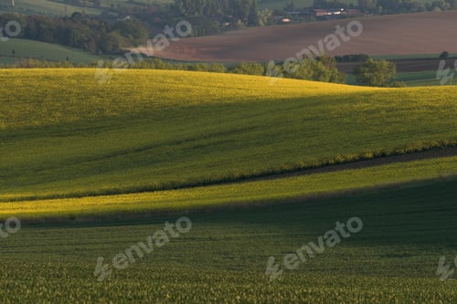 Preview: Road Somewhere In South Moravia Through The Rapeseed