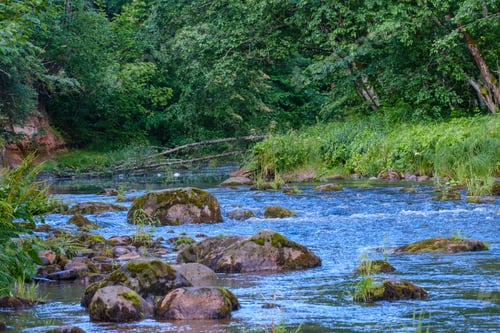 Preview: Scenic Summer River View In Forest With Green Foliage Tree Leaf And Low Water With Rocks And Sand