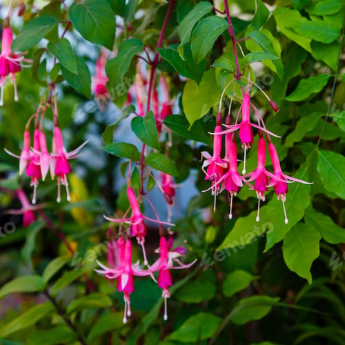 Preview: Fuchsia (Fuchsia Hybrida) In Garden. Purple Flowers Of Fuchsia