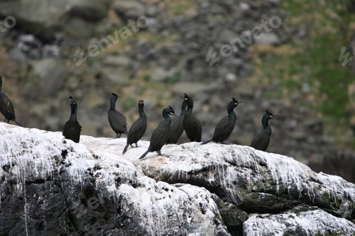 Preview: European Shag Or Common Shag (Phalacrocorax Aristotelis) Island Runde Norway