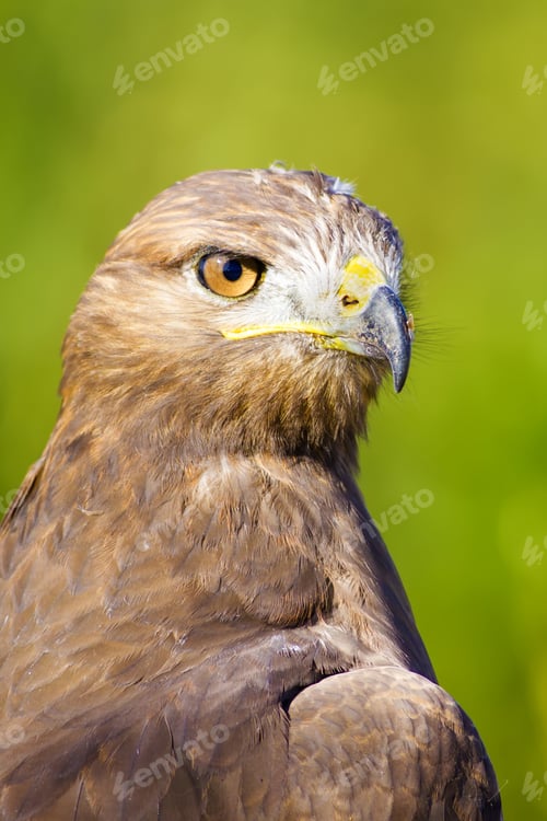 Preview: Bird Of Prey. Buzzard Portrait. Green Nature Background. Bird: Long Legged Buzzard. Buteo Rufinus.