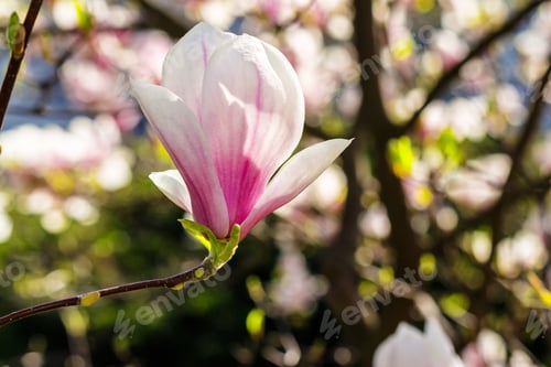 Preview: Magnolia Flowers Close Up With Shallow Depth Of Field On A Blurry Background