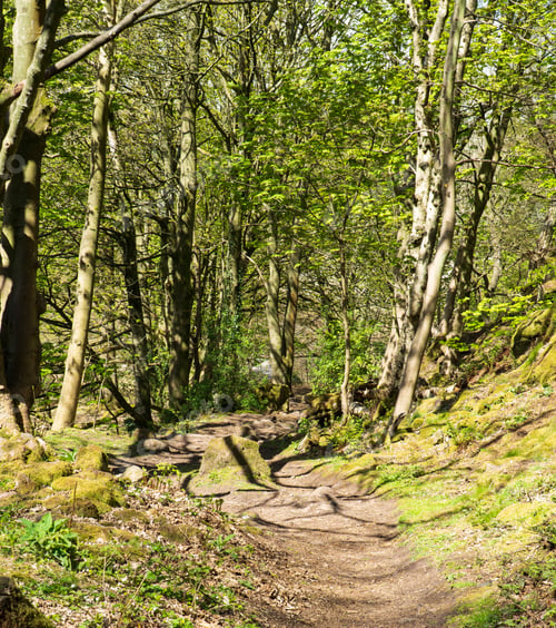 Preview: Dirt Track Hiking Trail In Woodland