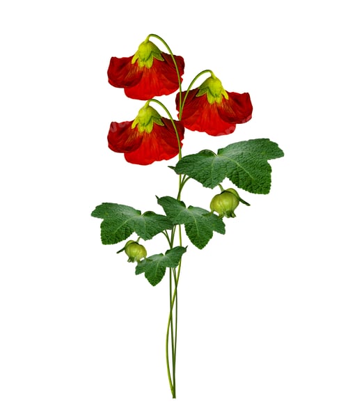 Preview: Mallow Flowers Isolated On White Background