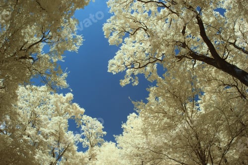 Preview: Infrared Landscape And Details