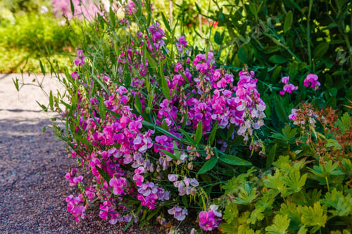 Preview: Blossom Of Lathyrus In The Garden. Lovely Sweet Pea Flowers On Green Background