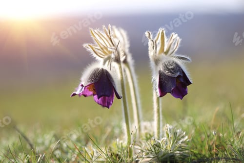 Preview: Two Pasque Flowers On Meadow