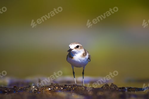 Preview: Cute Little Bird. Water Nature Background.