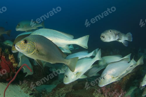 Preview: School Silver Sweetlips Fish On Coral Reef