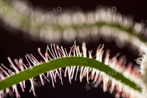 Preview: Abstract Composition With Blurred Poppy Buds