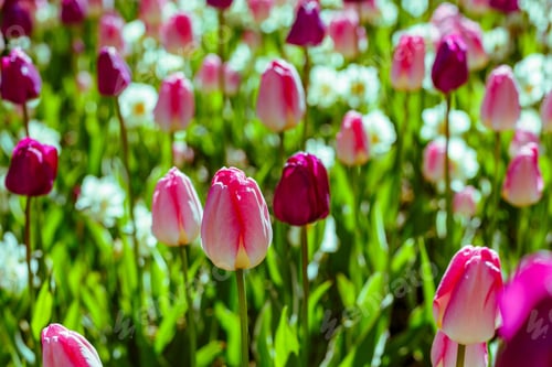 Preview: Beautiful Colorful Tulips In The Garden Or Park On A Sunny Day. The Natural Background.