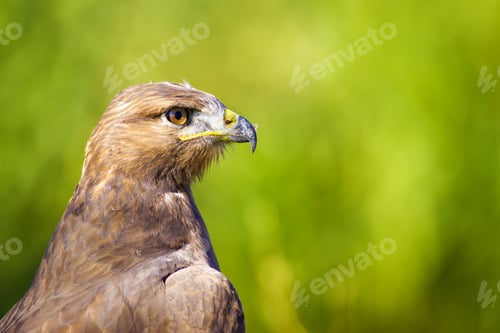 Preview: Hawk Portrait. Green Nature Background Long Legged Buzzard / Buteo Rufinus