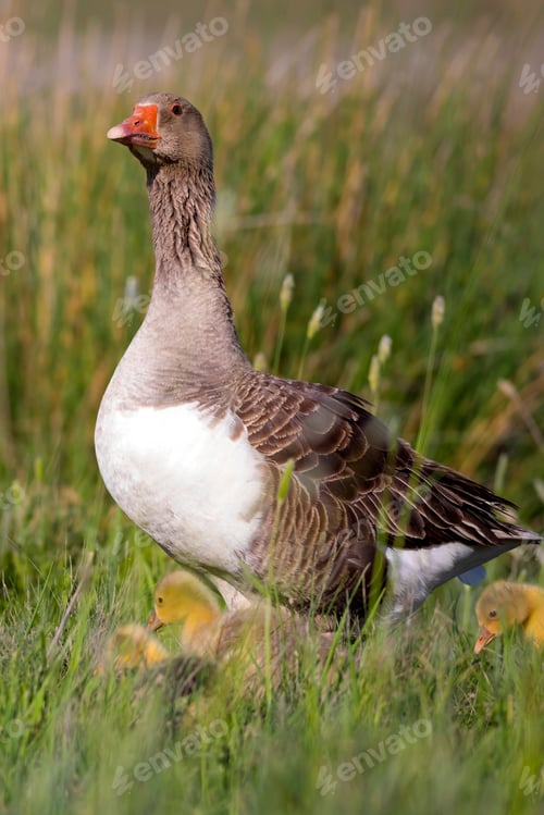 Preview: Goose Family. Green Nature Habitat Background. Birds: Greylag Goose. Anser Anser.