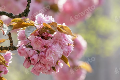 Preview: Pink Blossoms on a Spring Day, Floral Beauty