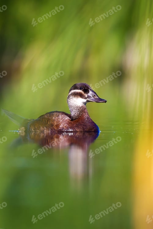 Preview: Swimming Duck. Colorful Lake Background. Bird: White Headed Duck. Oxyura Leucocephala.