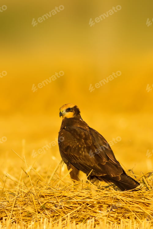 Preview: Yellow Nature Bacground And Hawk.