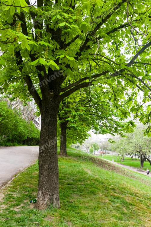 Preview: Spring City Park - Blooming Flower And Trees, Bright Green Grass