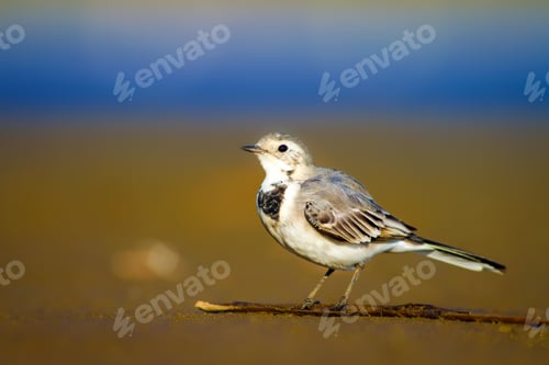 Preview: White Wagtail. Blue Sea And Yellow Sand Nature Background. White Wagtail Motacilla Alba.