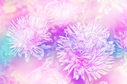 Preview: Autumn Landscape. Colorful Beautiful Flowers Asters On The Background Of The Autumn Landscape