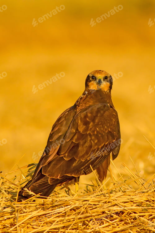 Preview: Wild Bird. Yellow Nature Background. Bird: Western Marsh Harrier. Circus Aeruginosus.