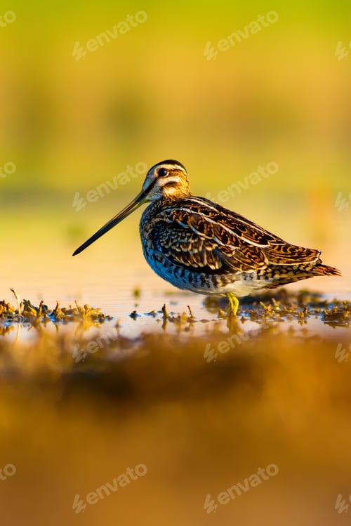Preview: Camouflage Bird. Colorful Nature Background. Bird: Common Snipe. Gallinago Gallinago.