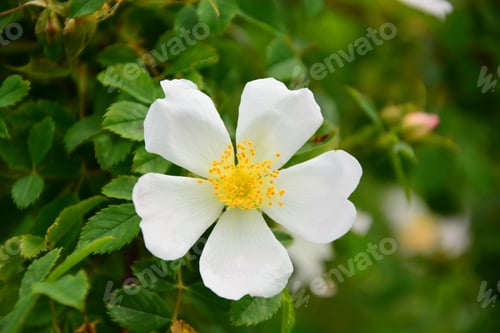 Preview: Flower Of A Dogrose, Spring,Flowering Branches Of Dogrose.