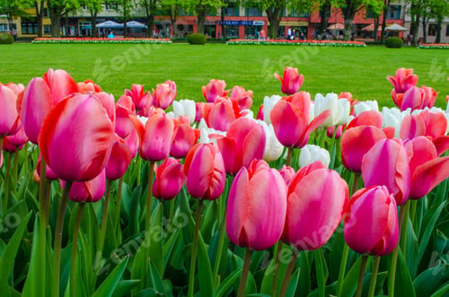 Preview: Pink Tulips Are Growing In A Park Situated Next To The Promenade In Czech City Podebrady.