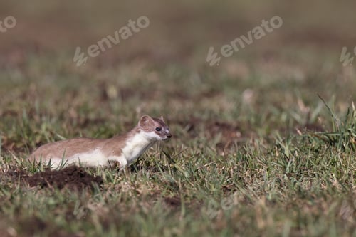 Preview: Stoat (Mustela Erminea) Swabian Alps Germany