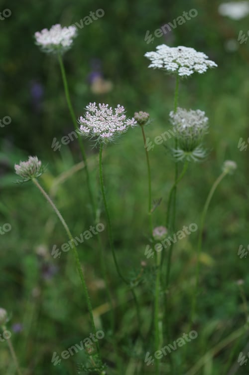 Preview: Summer Wildflowers
