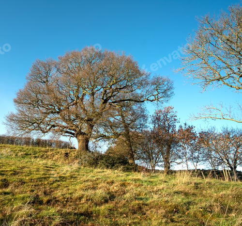 Preview: Bare Oak Tree Against A Clear Blue Sky