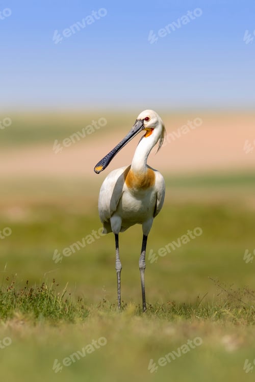 Preview: White Big Heron. Green Blue Nature Habitat Background. Heron: Eurasian Spoonbill. Platalea