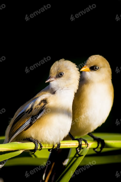 Preview: Cute Birds. Green And Black Background. Bearded Reedling / Panurus Biarmicus