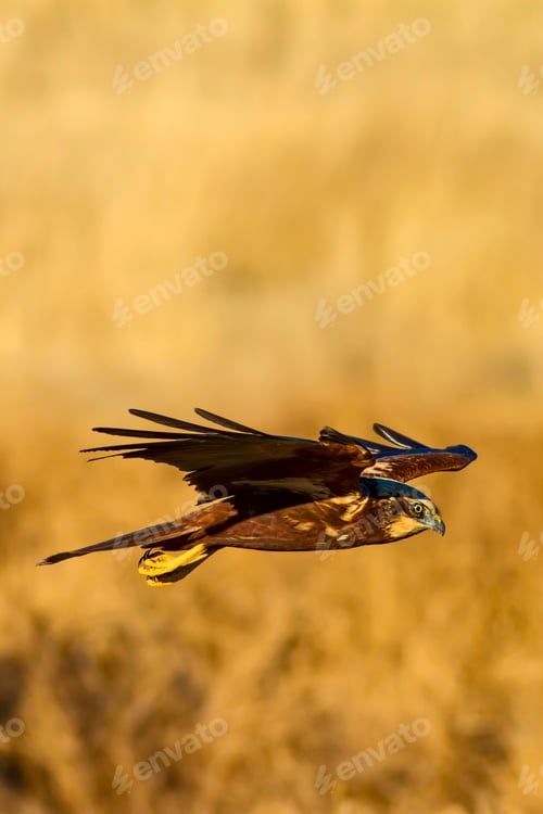 Preview: Flying Wild Bird. Yellow Nature Background.