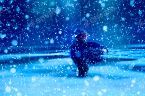 Preview: Winter Season And Animals. Falling Snow. Blue Nature Background. Little Grebe.