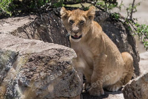 Preview: Lion Cub In The Maasai Mara National Park, Kenya