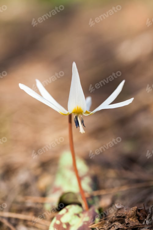Preview: Erythronium Dens-Canis - Beautiful, Elegant, Spring Flower In The Forest