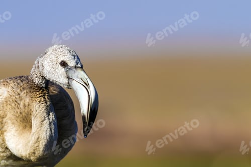 Preview: Young Colorless Flamingo. Colorful Nature Habitat Background.