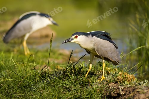 Preview: Nature And Bird. Heron: Black Crowned Night Heron. Green Nature Background.