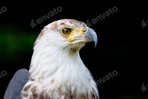 Preview: African Fish Eagle