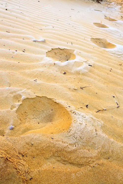 Preview: Foot Prints In Frozen Sand