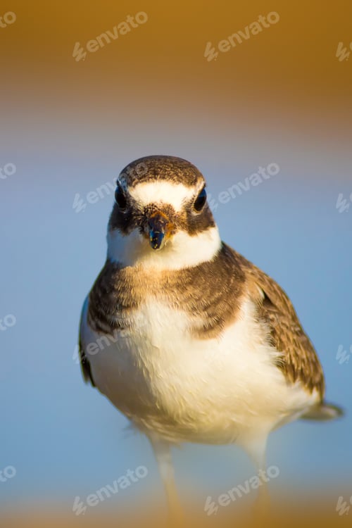 Preview: Cute Little Bird. Nature Background. Common Ringed Plover