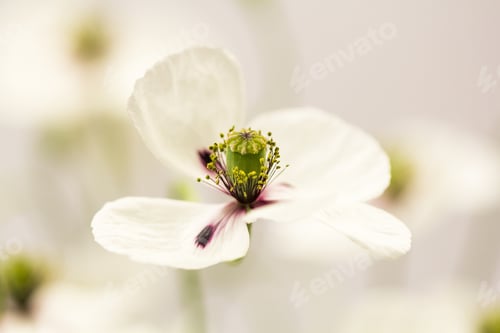 Preview: White Poppy With Details