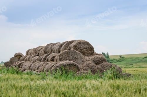 Preview: Bales Of Hay In The Field