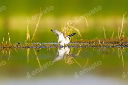 Preview: Water And Bird. Colorful Nature Background.
