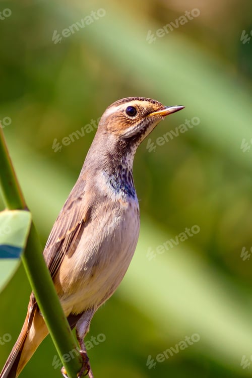 Preview: Cute Little Bird Bluethroat. Bird: Bluethroat. Luscinia Svecica. Nature Background.