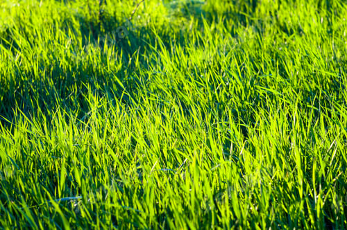 Preview: Spring Or Summer Natural Abstract Background With Grass In The Garden