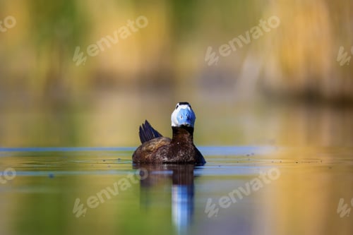 Preview: Swimming Duck. Colorful Lake Habitat Background. Bird: White Headed Duck. Oxyura Leucocephala.