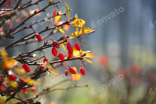 Preview: Red Berries Autumn Leaves
